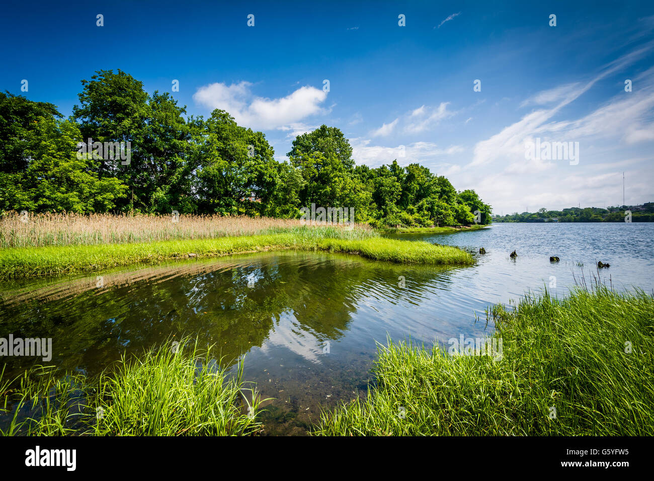 Grasses and trees along the Seekonk River, in Providence, Rhode Island. Stock Photo