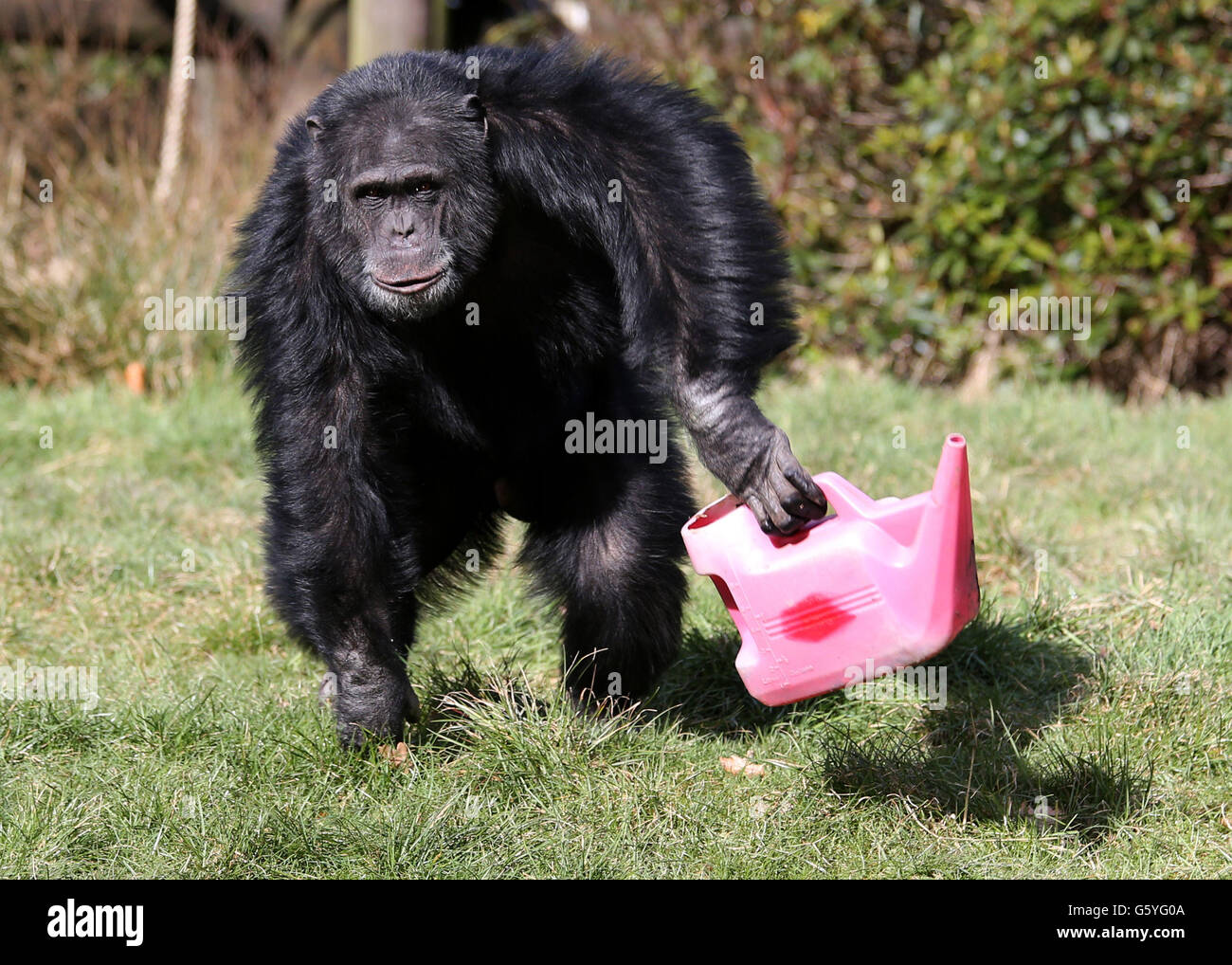 Chippie the chimp holds a pink watering can as he explores his very own herb garden. A group of chimpanzees have been welcoming the start of spring with their very own herb garden. Blossom, Chippie, Copper, Rosie and Tulepo took turns to investigate the new creation on their island habitat in Blair Drummond Safari Park, Stirling. Stock Photo