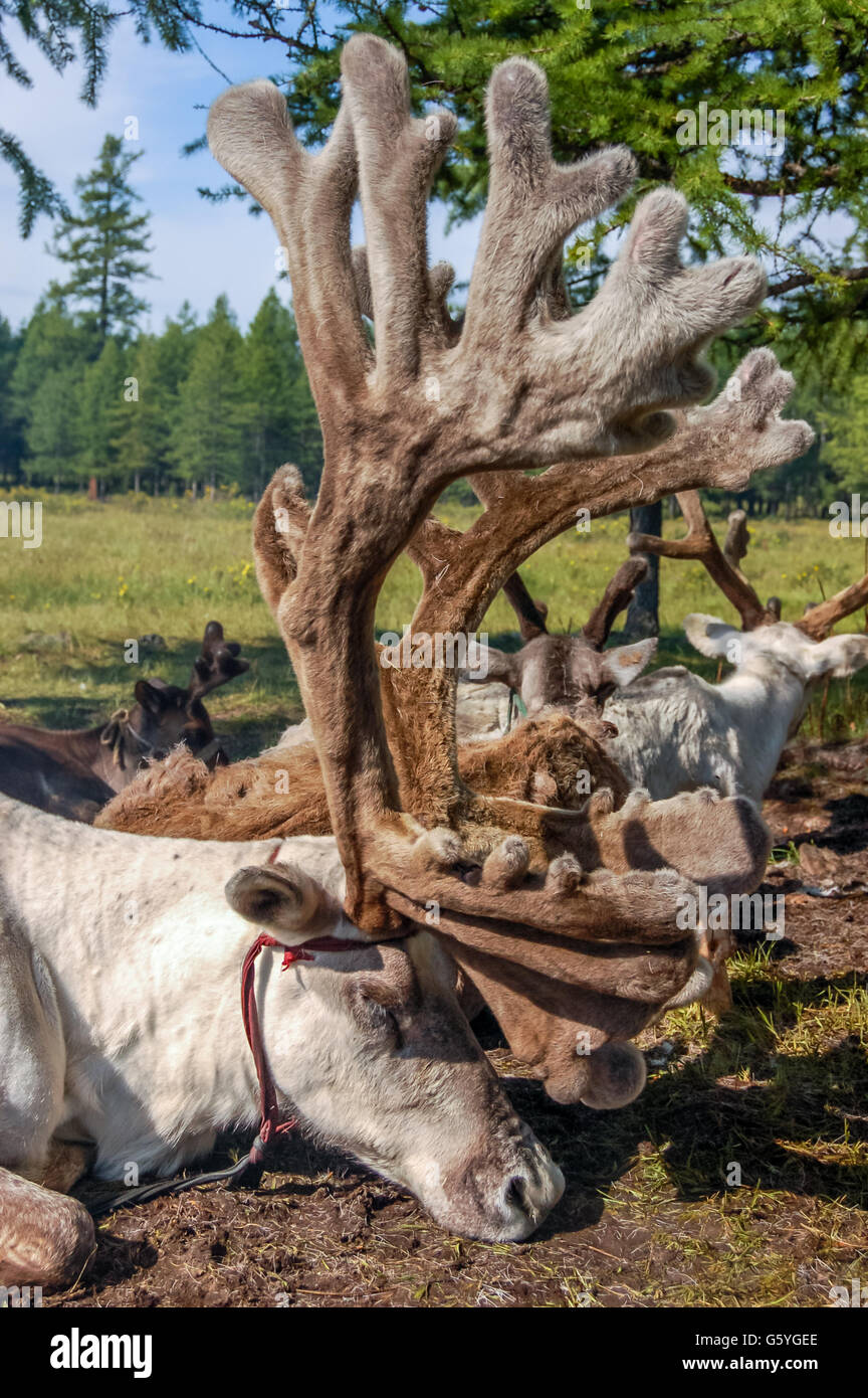 Mongolian nomads hi-res stock photography and images - Alamy