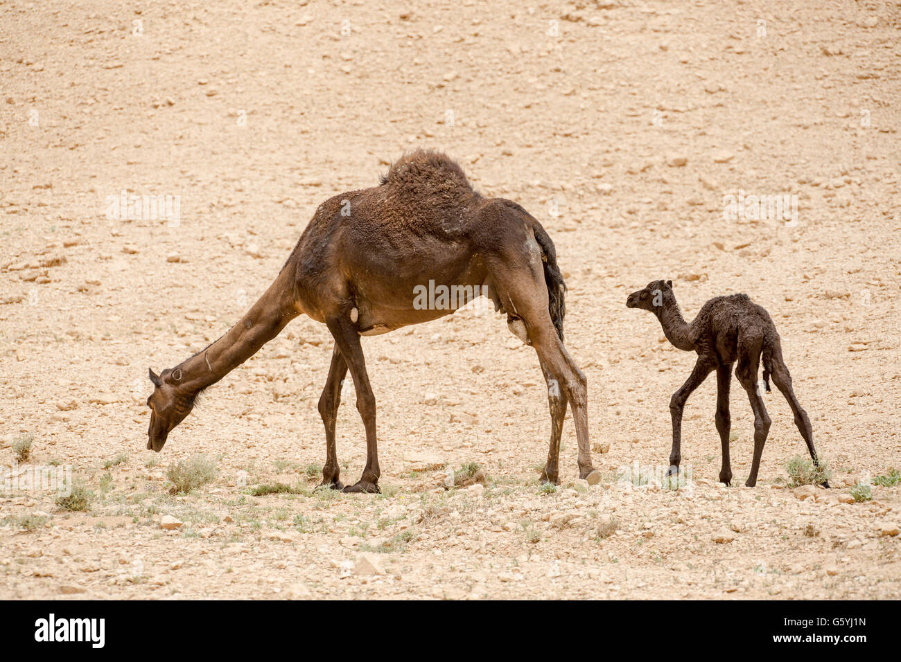 Kamel and baby kamel in Saudi Arabia desert Stock Photo