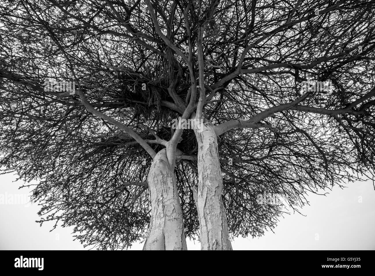 massive tree Stock Photo