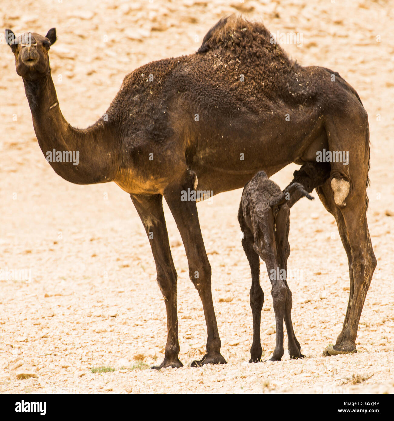 kamel and baby kamel in Saudi Arabia desert Stock Photo