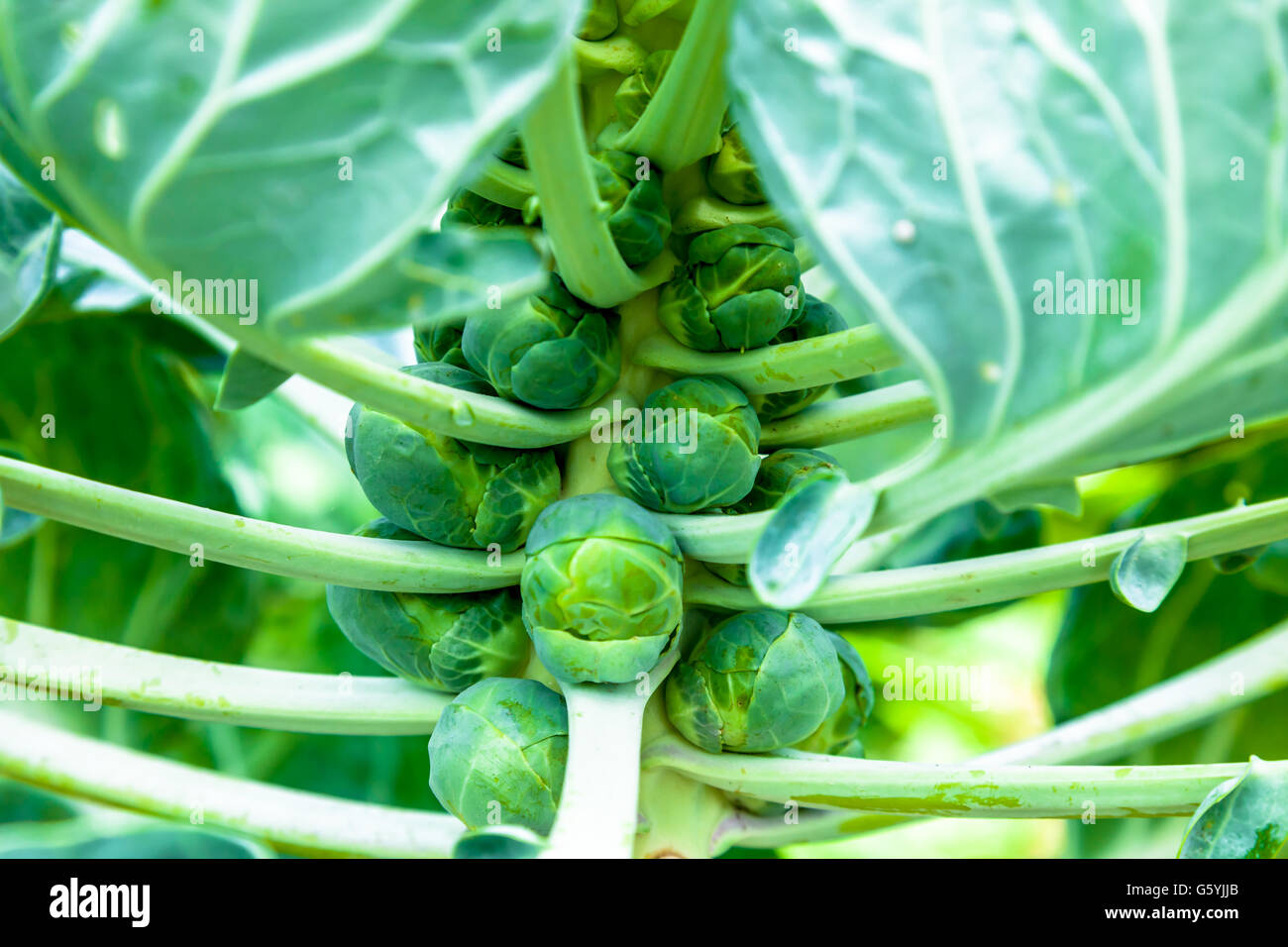 Inspiring Brussel Sprouts On Stalk Pictures