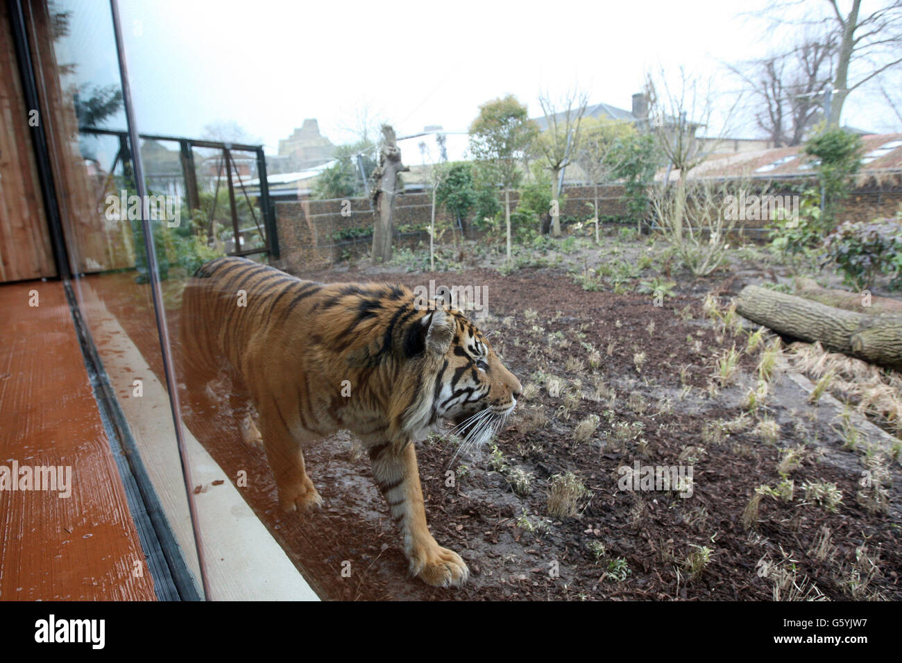 New Tiger enclosure at London Zoo. Jae Jae looks at his new home as the opening of the new Tiger