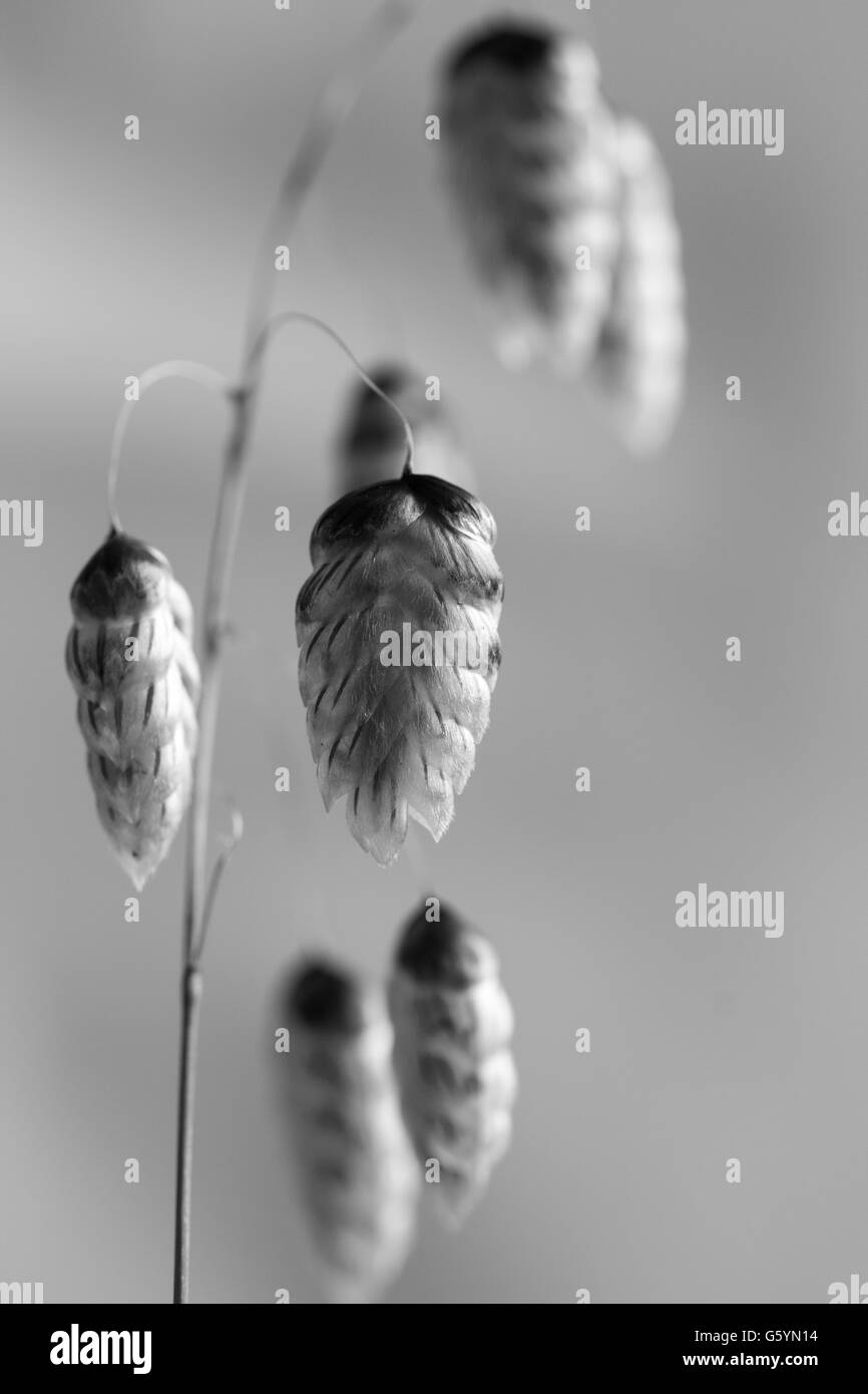 Close up shot of grass Black and White Stock Photos & Images - Alamy