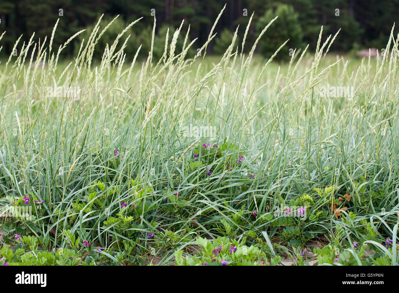 Lyme grass (Leymus arenarius) growth on beach Stock Photo