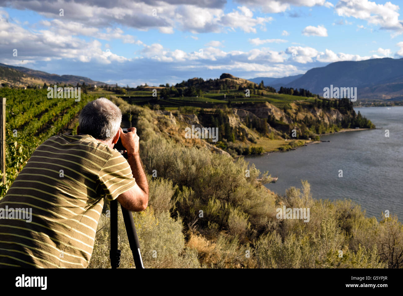 Senior adult man photographing a scenic of vineyards in Naramata, British Columbia, Canada located in the Okanagan Valley. Stock Photo