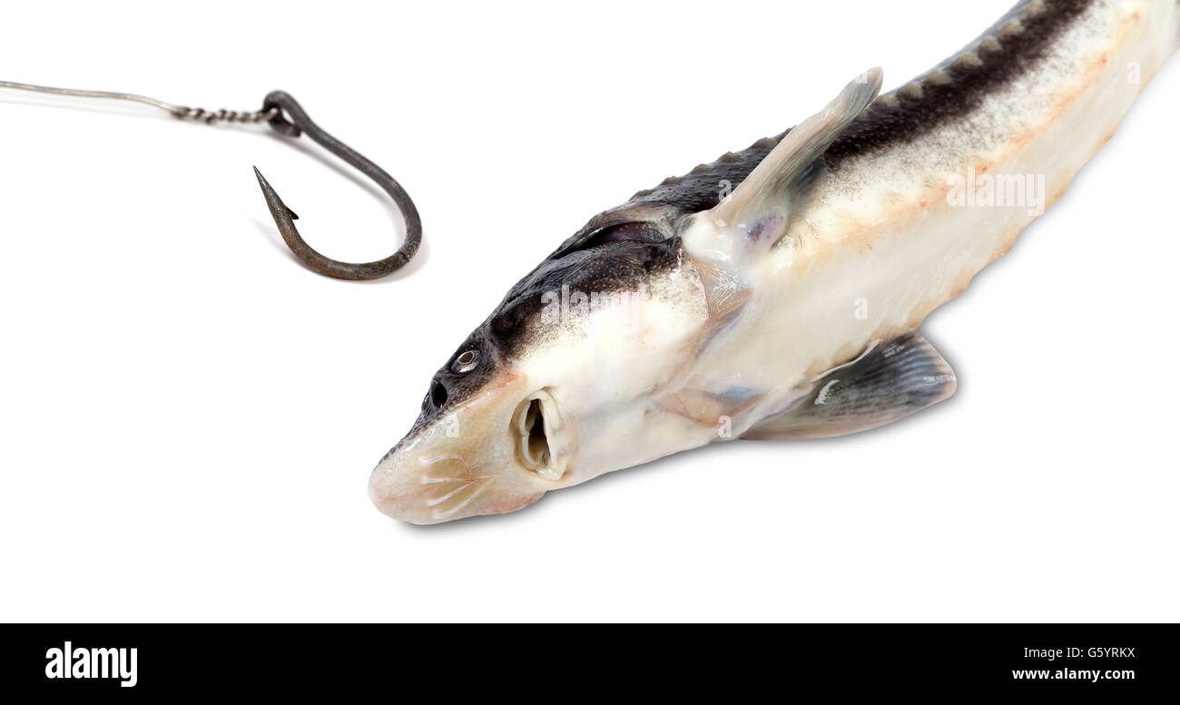 Dead sterlet and old rusty fish hook. Isolated on white background with  copy space Stock Photo - Alamy
