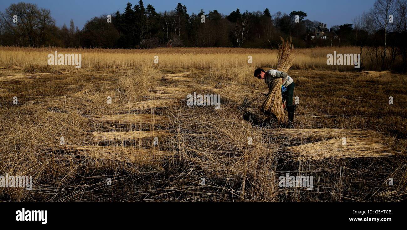 Works gather reed on wetland marsh howe hill in norfolk hi-res stock  photography and images - Alamy