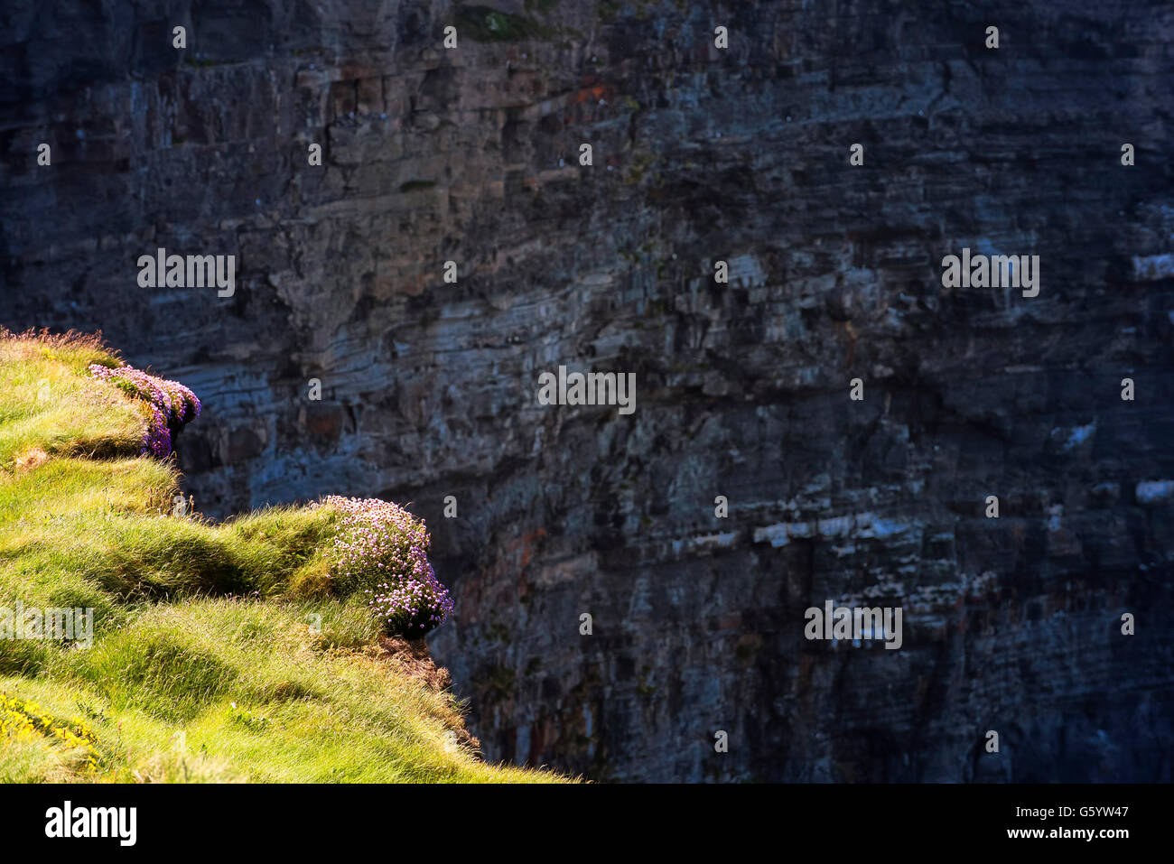 Sea Pinks,Cliffs of Moher, Co. Clare, Ireland Stock Photo