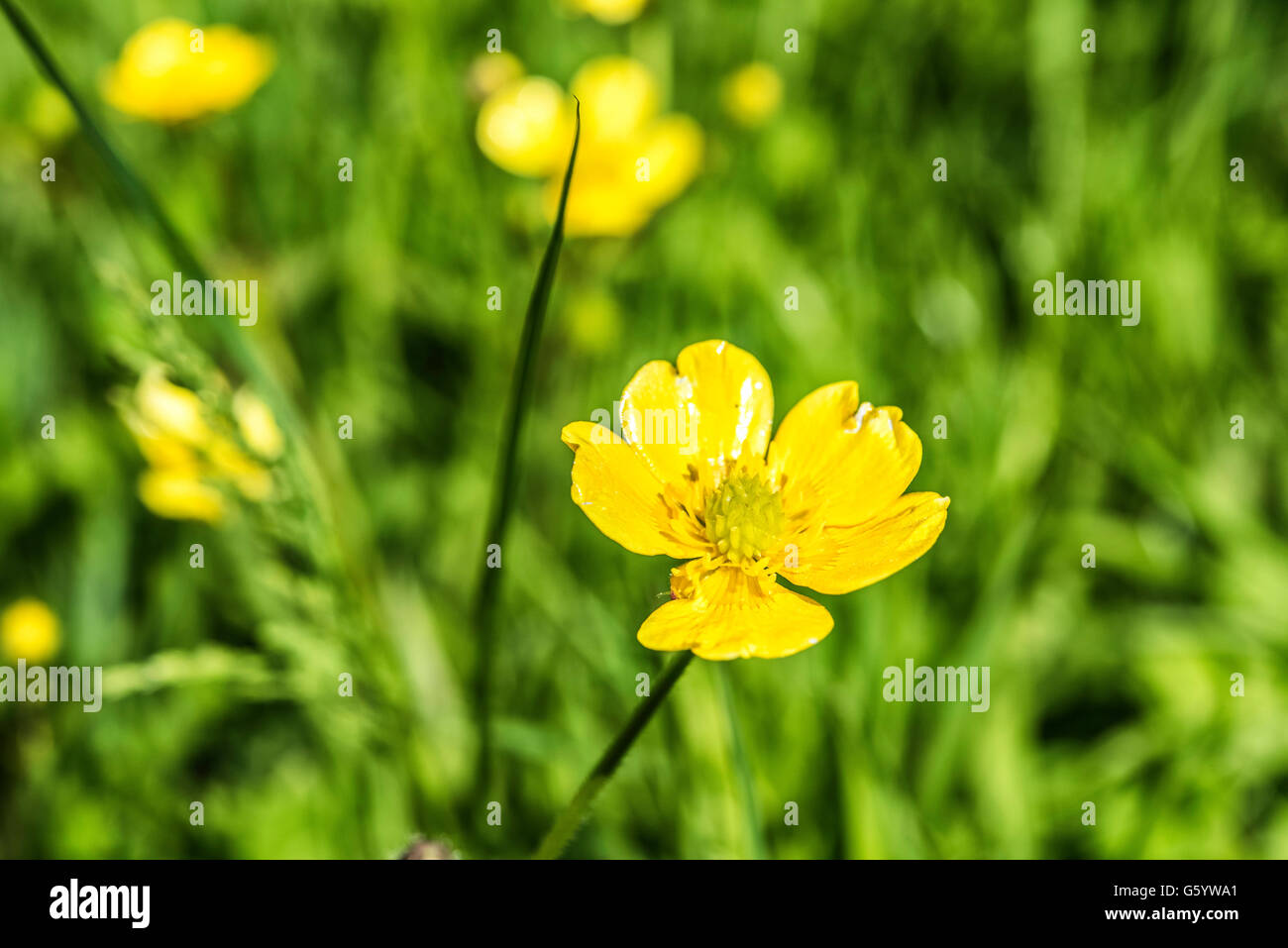 Buttercup Stock Photo