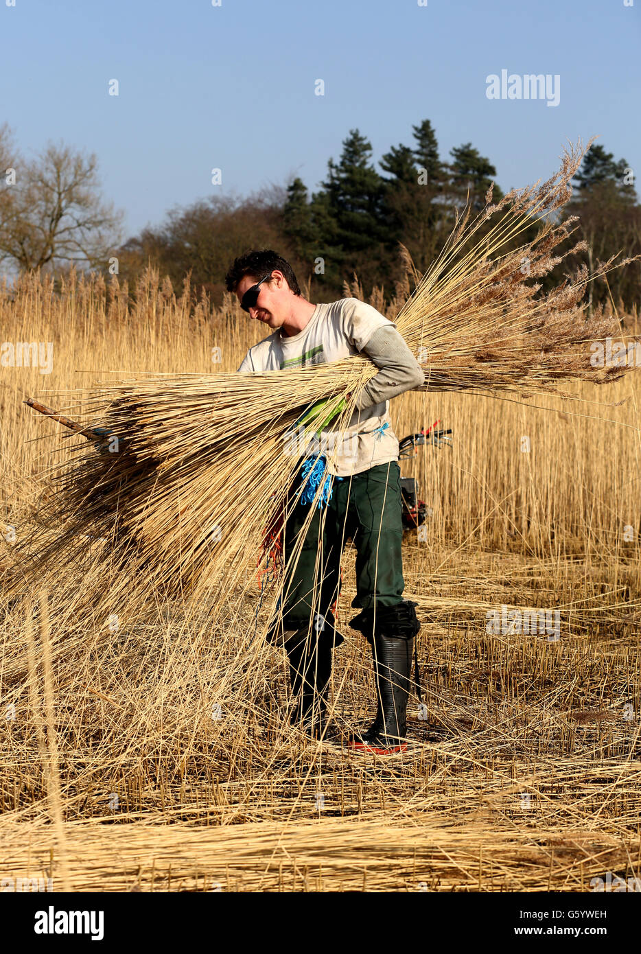 Reed cutters at work Stock Photo Alamy