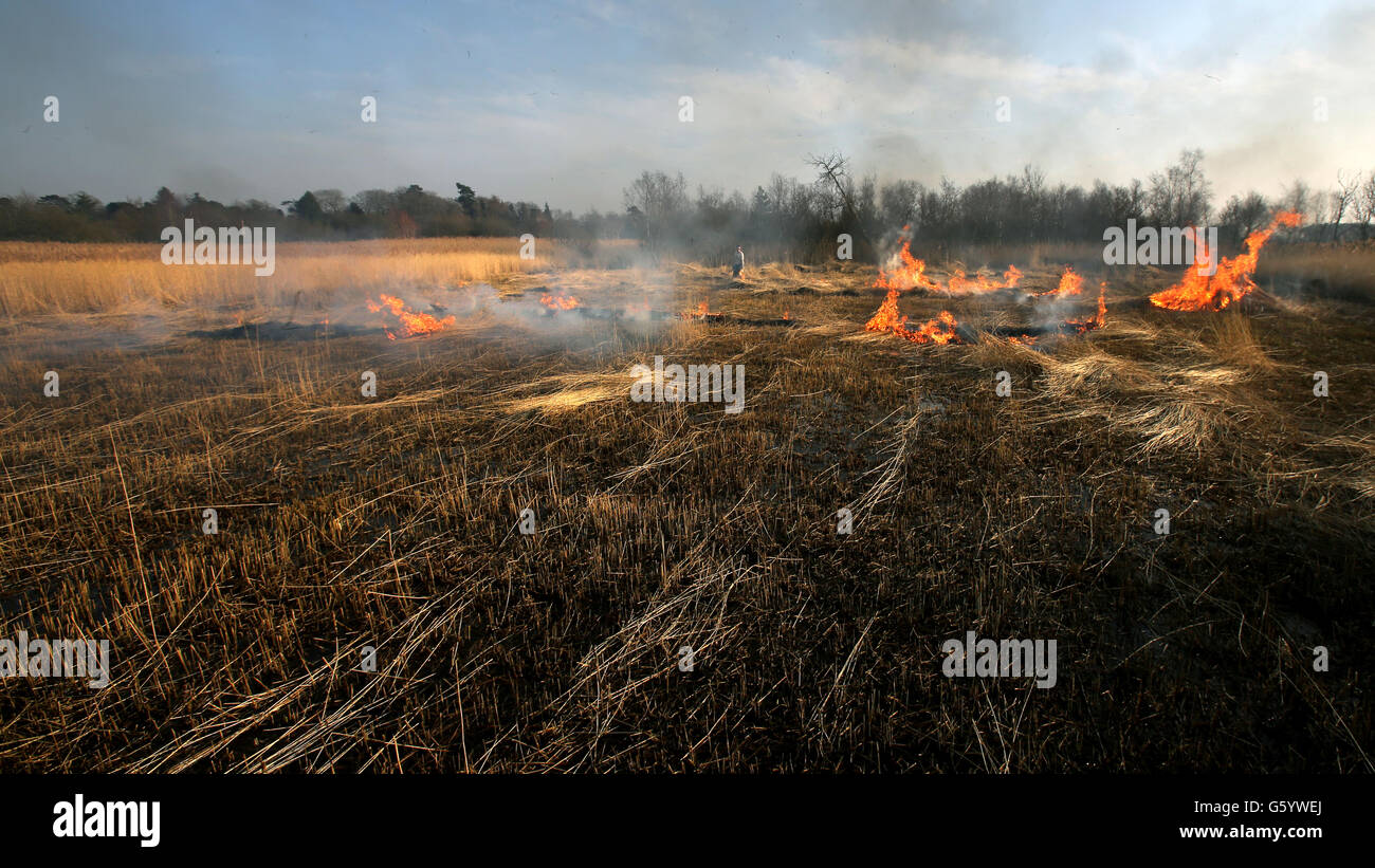 Reed cutters at work Stock Photo Alamy