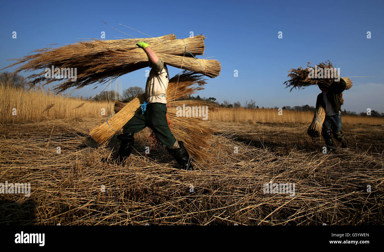 Norfolk reed cutters hires stock photography and images Alamy