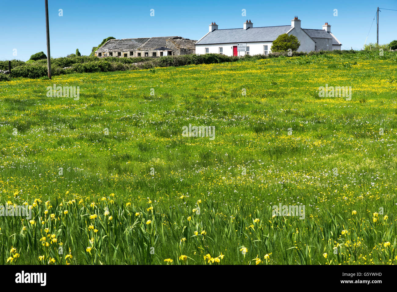 Yellow Flag Iris, Buttercup,Lehinch,Clare, Ireland Stock Photo