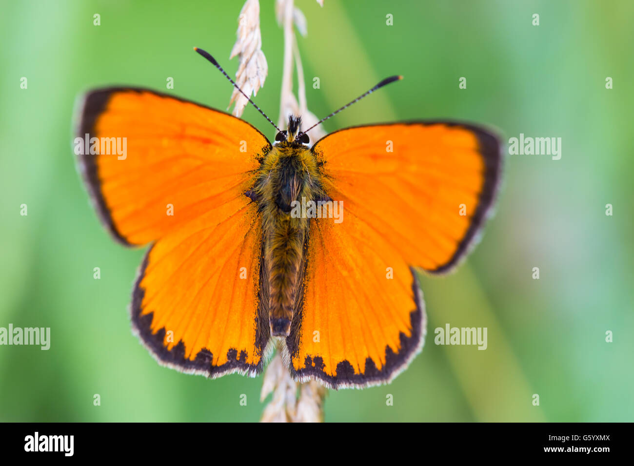 Scarce copper butterfly (Lycaena virgaureae) Stock Photo