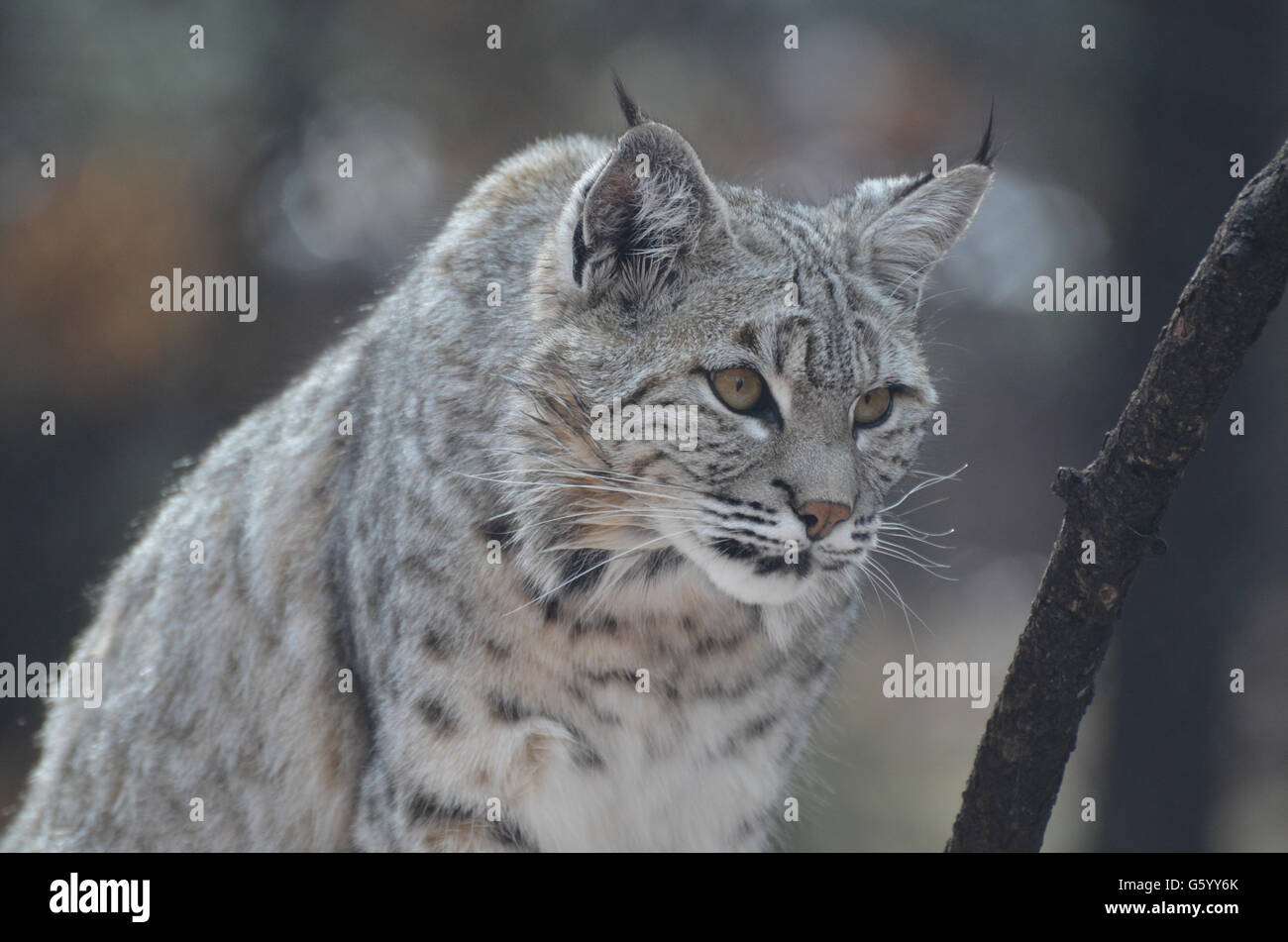 Wild Canada lynx on the hunt for prey, he is stalking and on the hunt ...