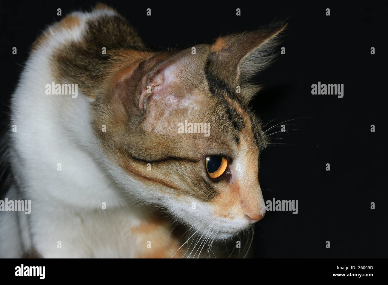 An Indian Domestic Cat Stock Photo