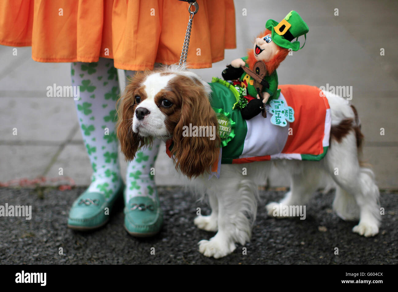 Irish Kennel Club Pet Dog Expo 2013 Stock Photo Alamy