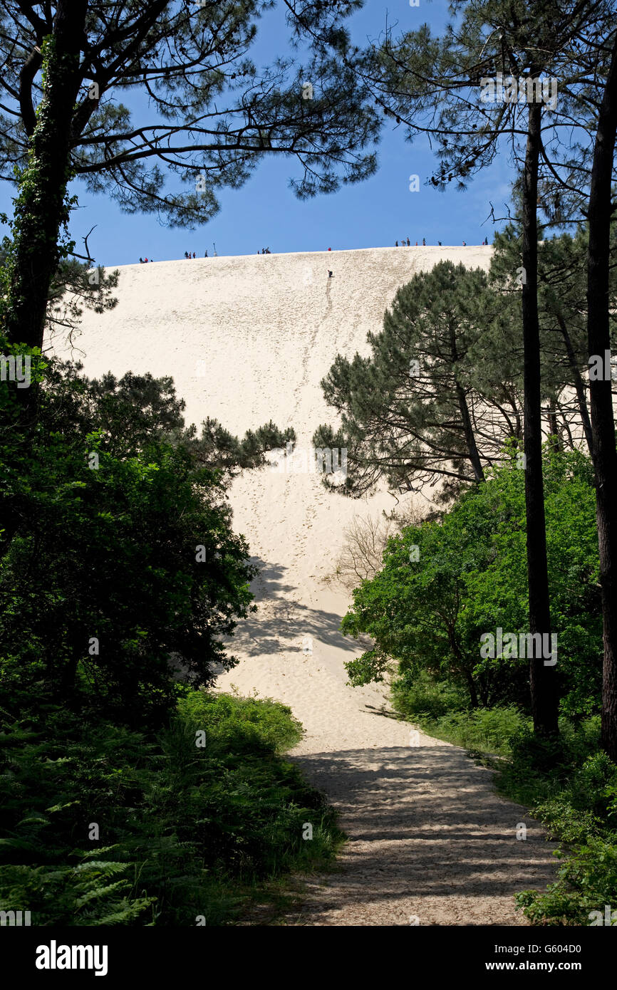 People walking on sand dunes behind pine forest Great Dune of Pyla