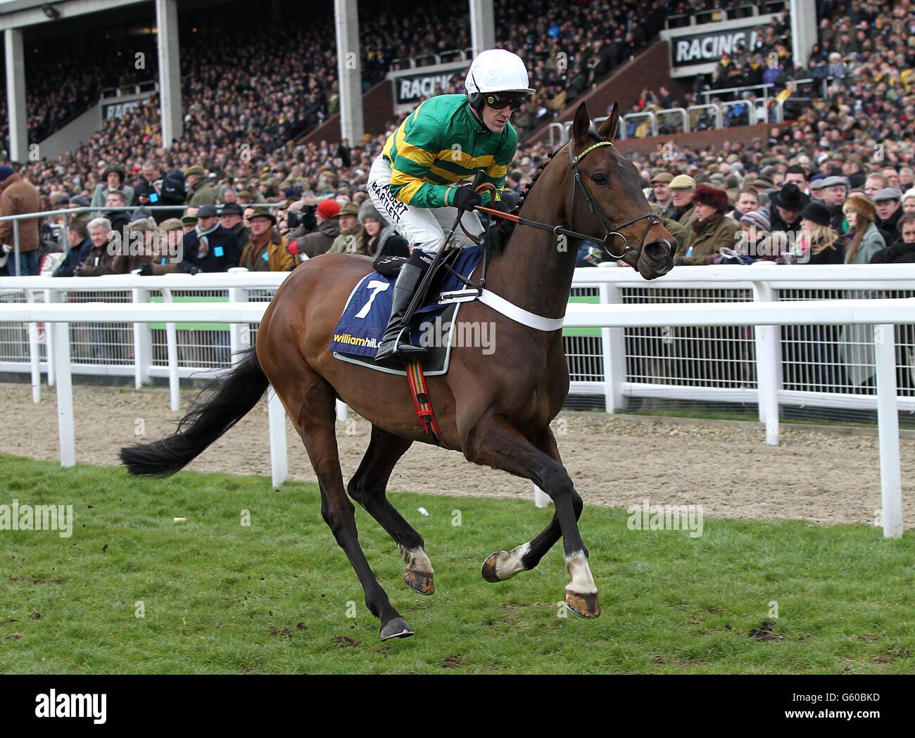 My Tent Or Yours ridden by jockey Tony McCoy going to post prior to the William Hill Supreme Novices' Hurdle during day one of the 2013 Cheltenham Festival at Cheltenham Racecourse, Gloucestershire. Cause Of Causes Stock Photo