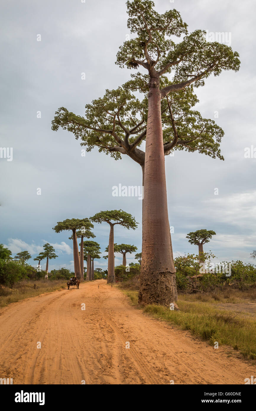 Road with Giant Baobab trees in Madagascar Stock Photo