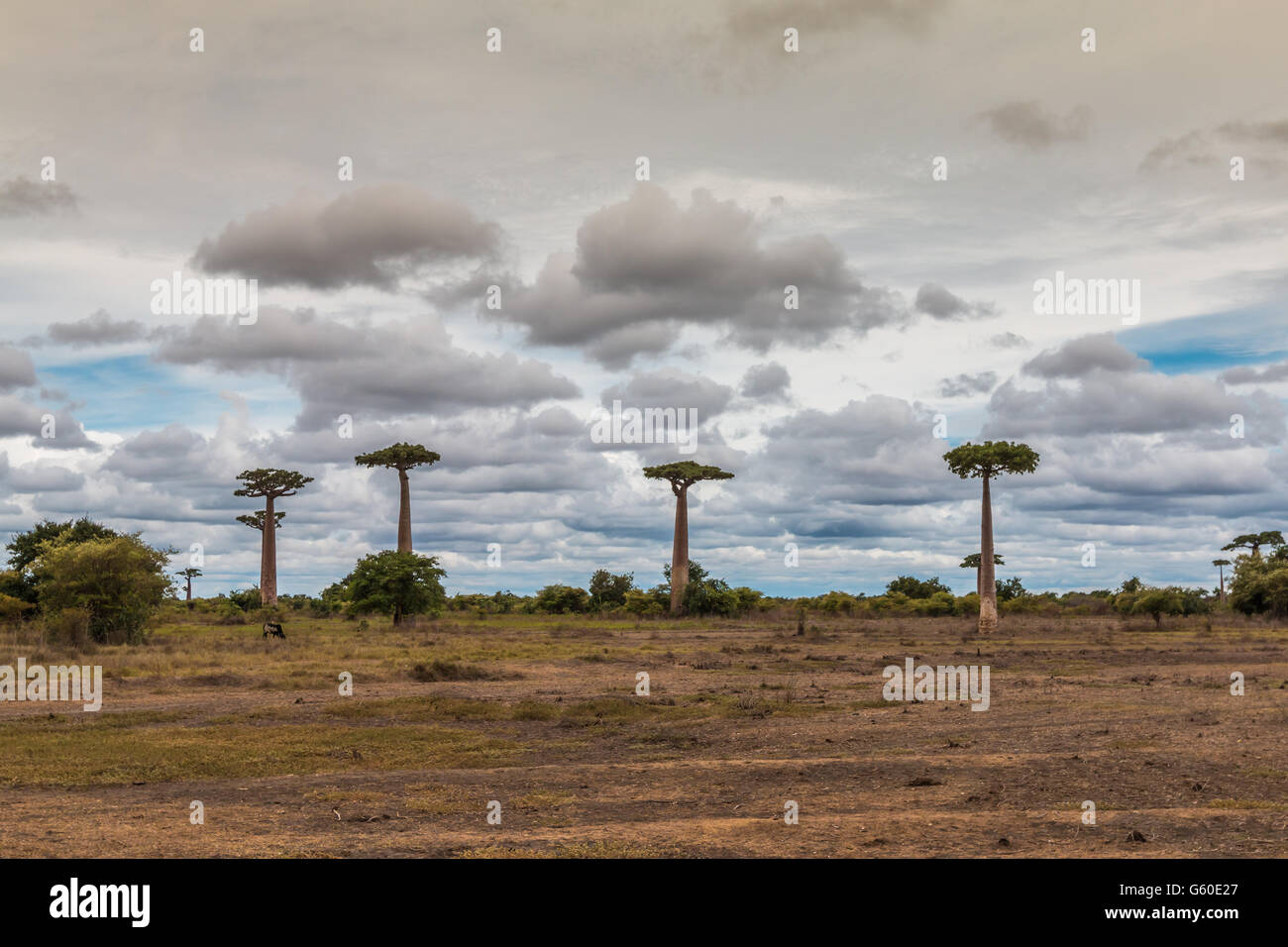 Giant Baobab trees in Madagascar Stock Photo