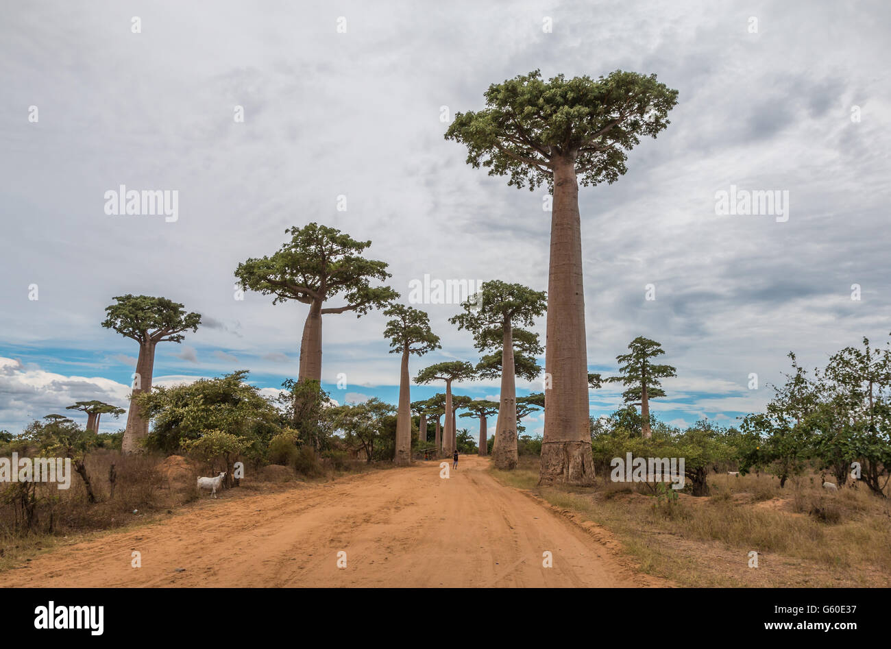 Avenue de Baobab in Morandova, Madagascar Stock Photo