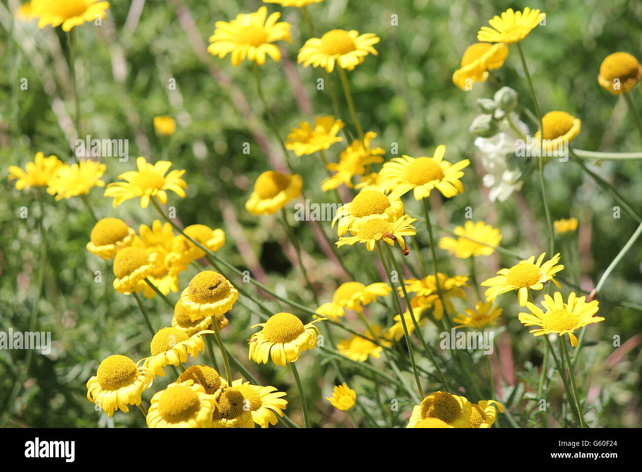 This daisy-like flower, possibly a Desert Marigold (Baileya multiradiata) brings colour to any flower garden. Stock Photo