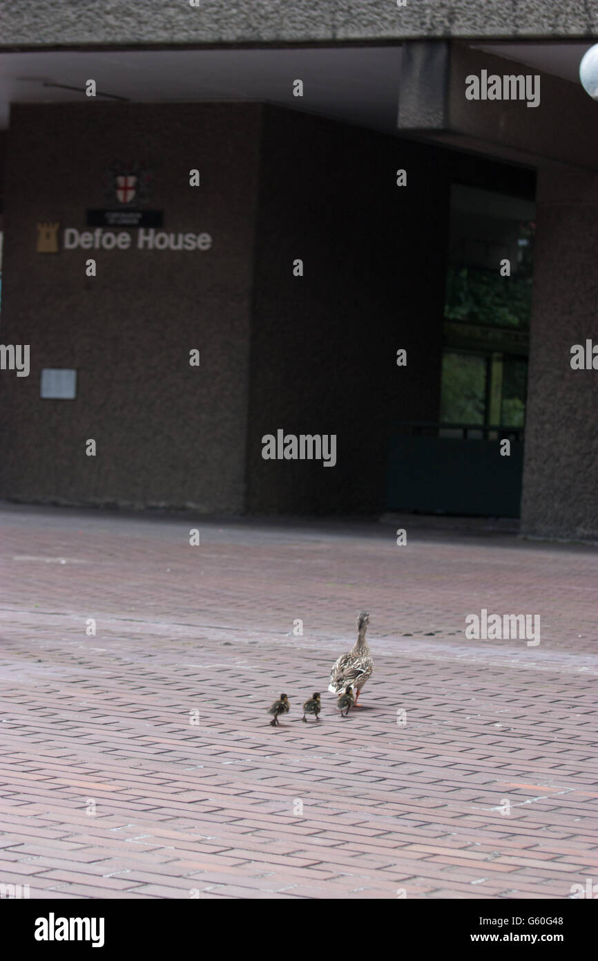Wildlife in Central London Ducks at the Barbican arts centre and housing complex London Stock Photo