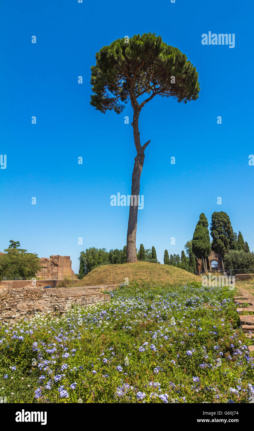 Sole tree hires stock photography and images Alamy