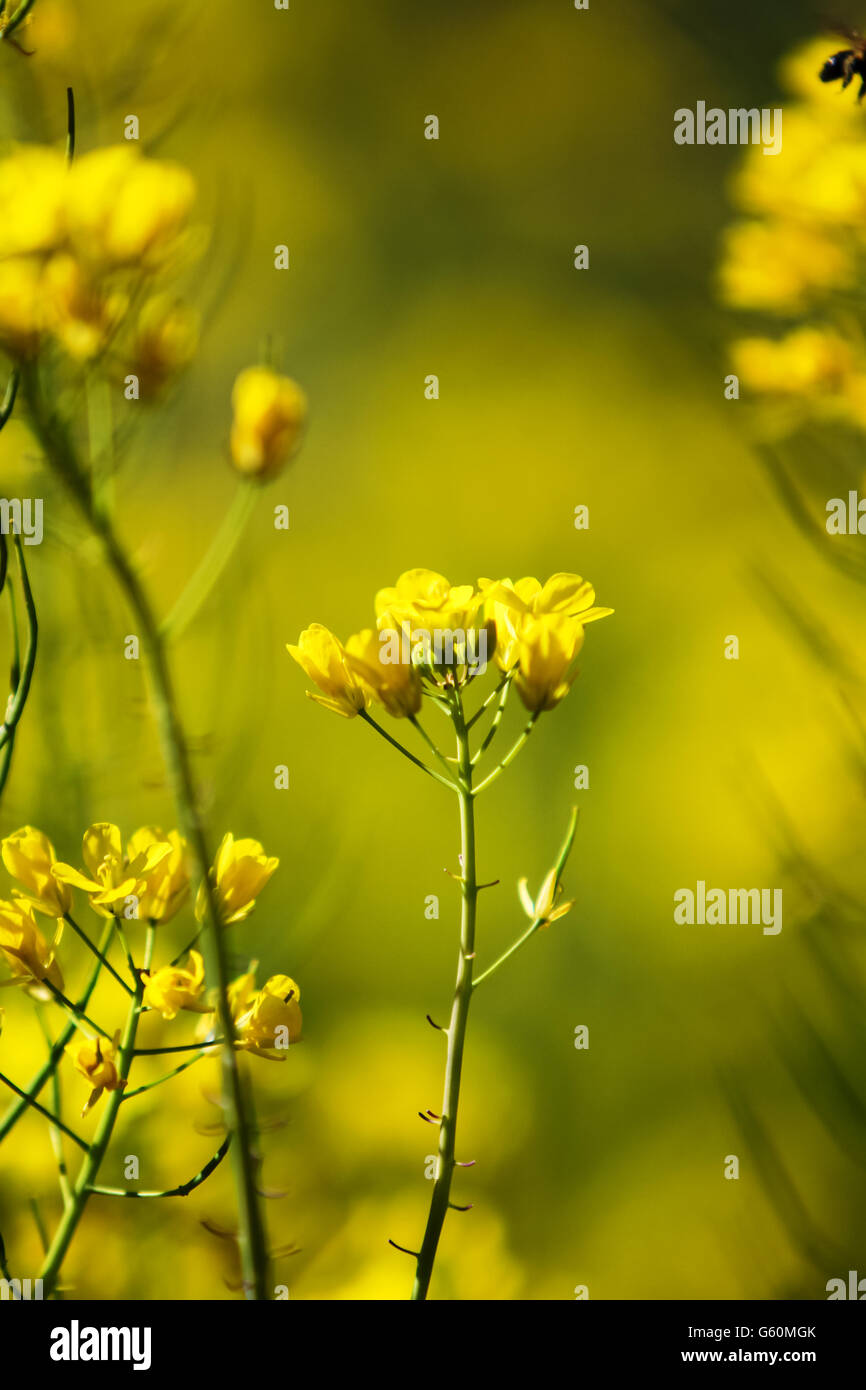 Close up view at Field mustard (Brassica rapa) in the field Stock Photo
