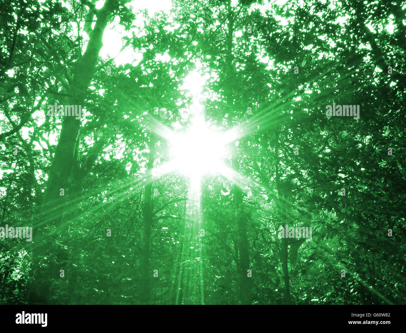 Divine Green Light of Nature Stock Photo Alamy