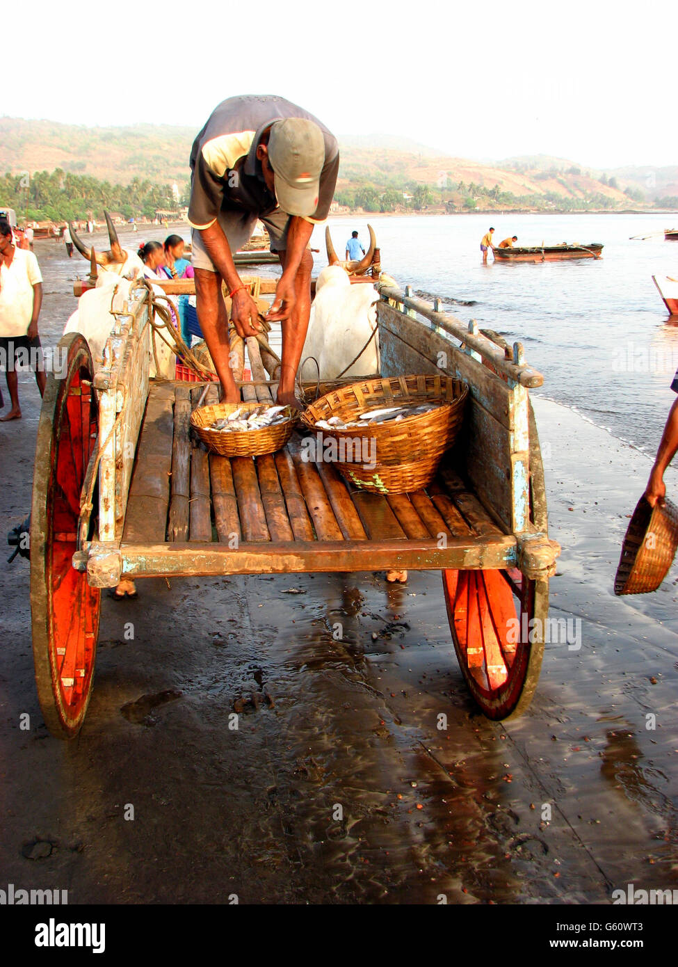 An Indian putting fish basket in his transportation bullock cart Stock ...