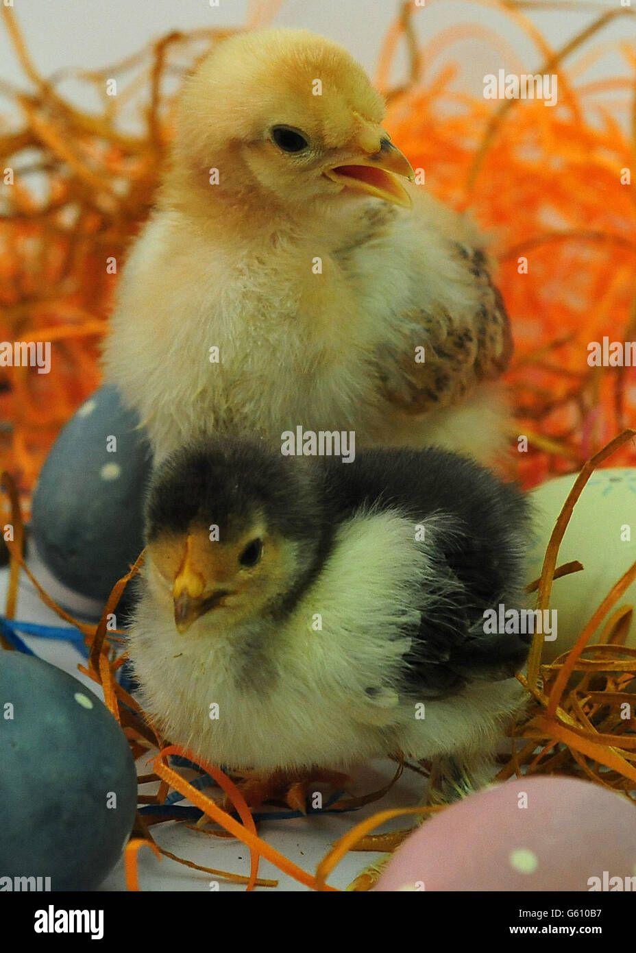 Eggs and newly hatched animals hi-res stock photography and images - Alamy