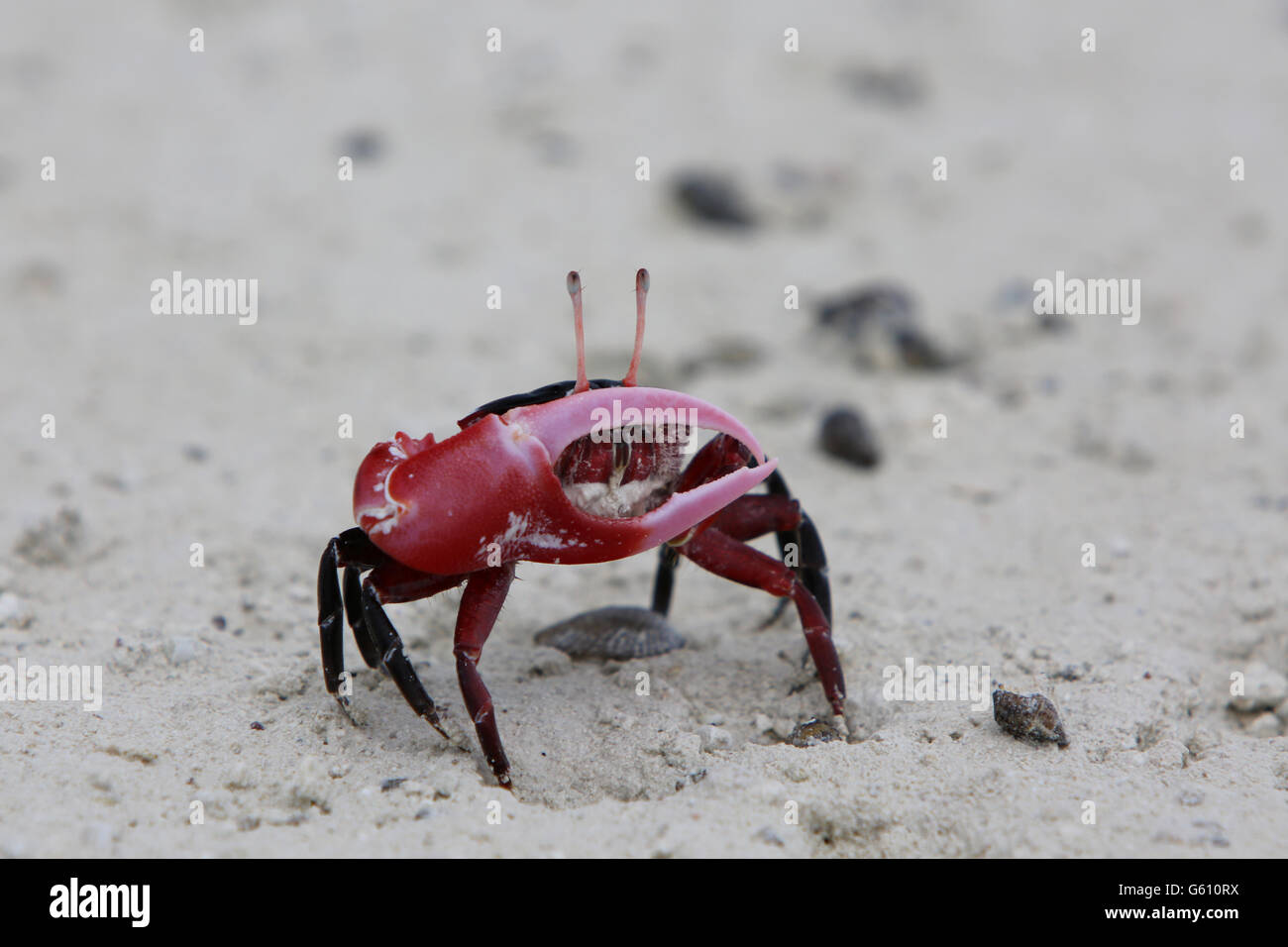 Red-clawed fiddler crab, Christmas Island, Kiribati Stock Photo