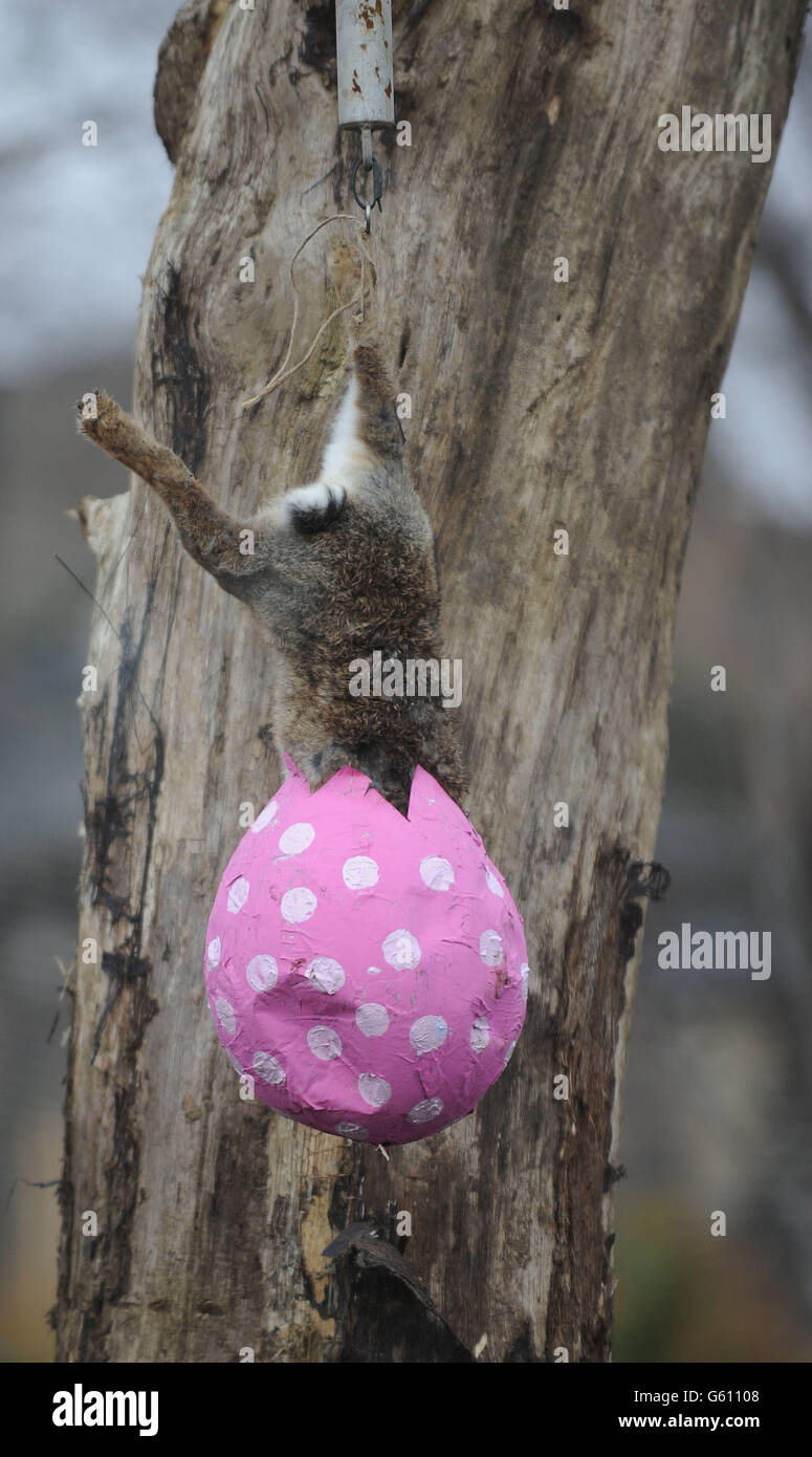 EDS NOTE GRAPHIC CONTENT: A dead rabbit is stuffed head first into a ...