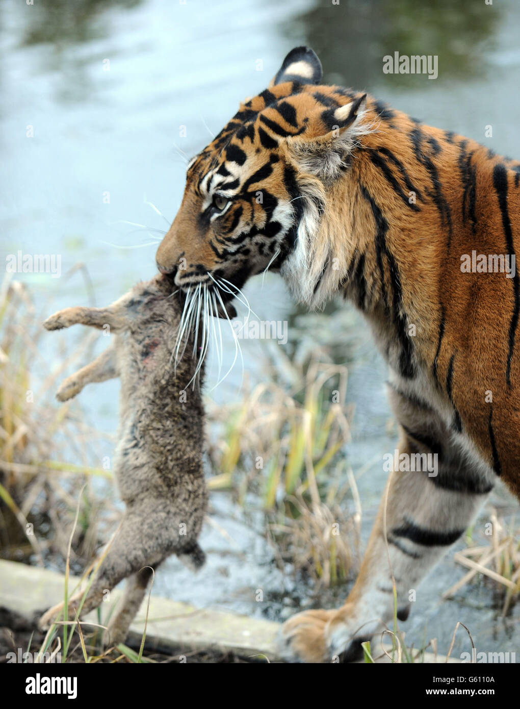 Sumatran rabbit hi-res stock photography and images - Alamy