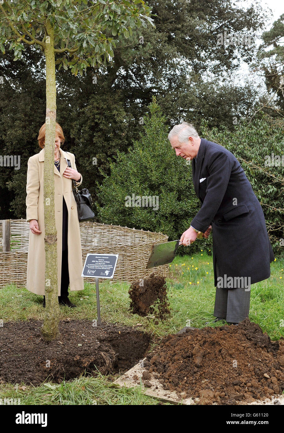 The Prince of Wales helps plant a young Oak Tree, which is dedicated to the memory of Nobel Peace Laureate Professor Wangari Muta Maathai in the grounds of Kew Gardens in south west London. Stock Photo