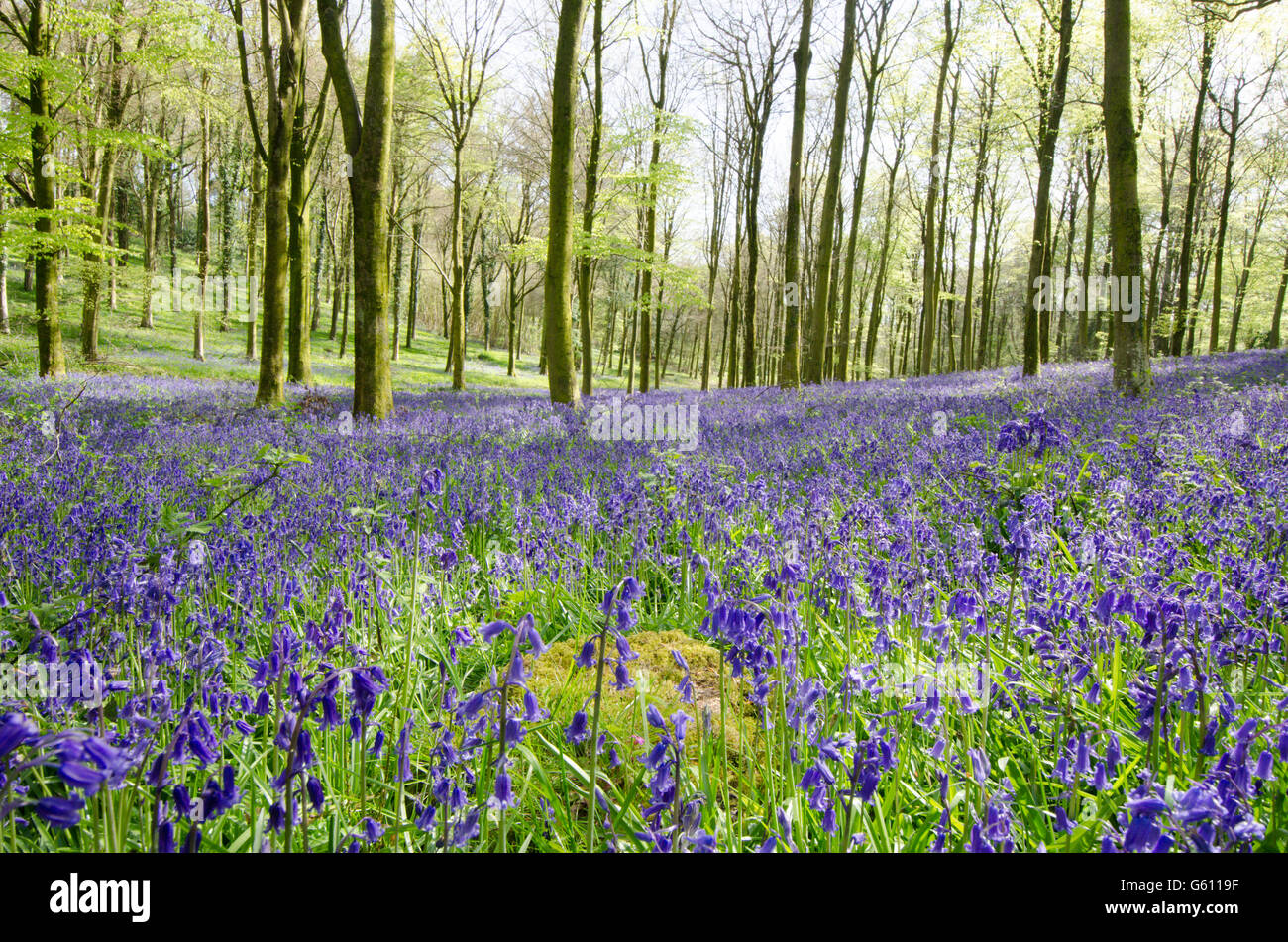 Bluebells [Hyacinthoides non-scripta] growing as a carpet under the canopy of common beech trees. West Sussex, UK. May. Stock Photo
