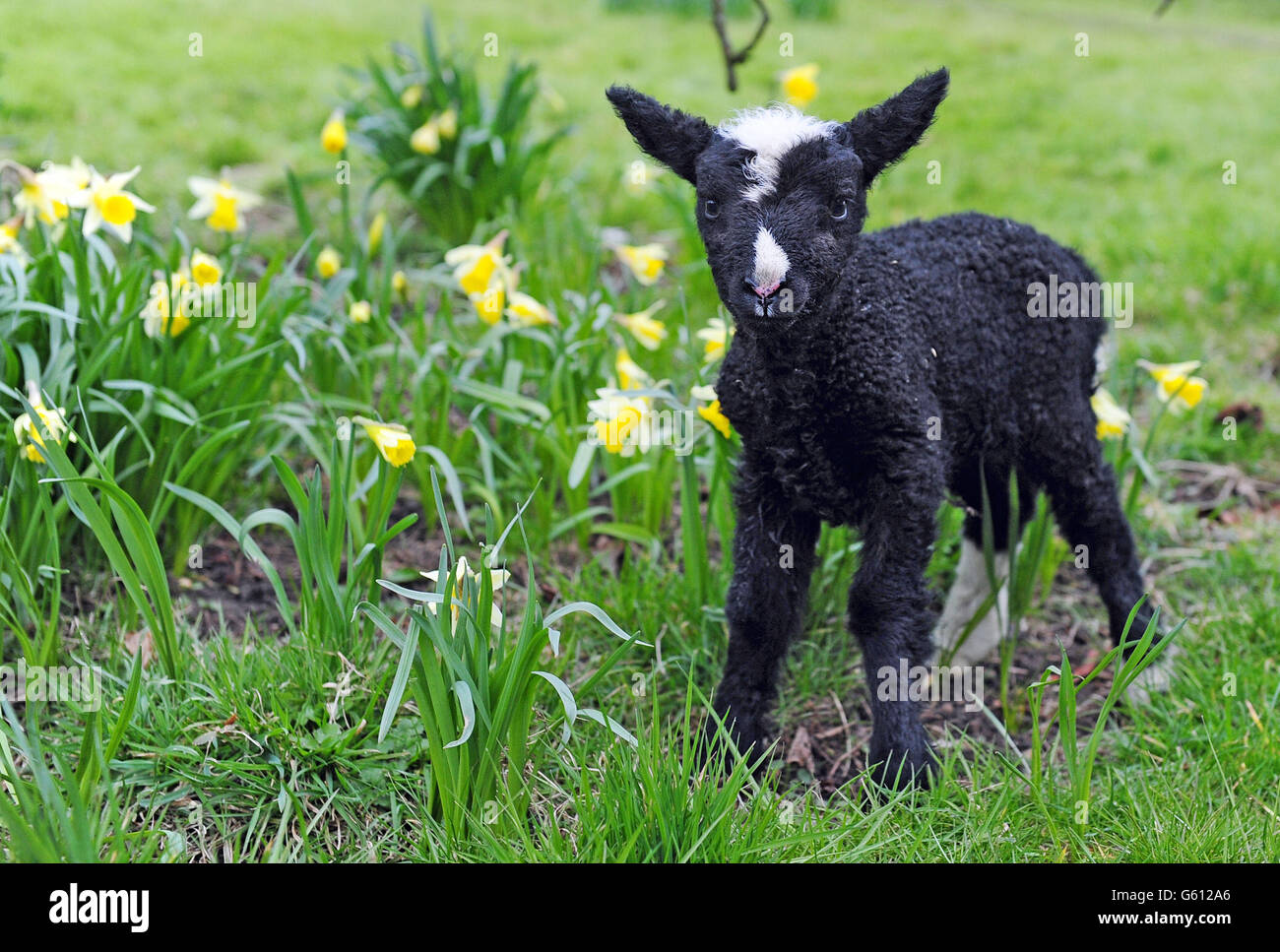 A newborn black and white lamb of the Dutch Zwartbles breed standing among the daffodils in the garden of retired vet Alistair Rae in Staveley, Knaresborough, North Yorkshire. Stock Photo
