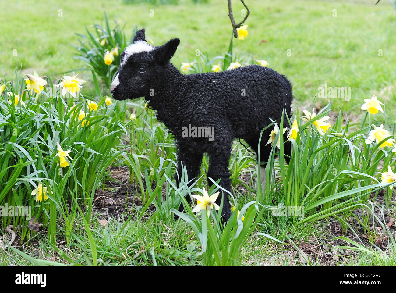 A newborn black and white lamb of the Dutch Zwartbles breed standing among the daffodils in the garden of retired vet Alistair Rae in Staveley, Knaresborough, North Yorkshire. Stock Photo