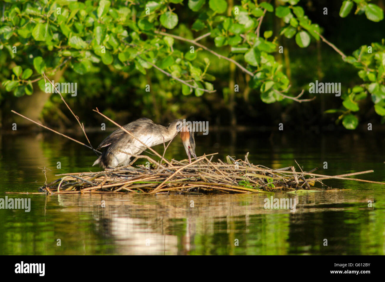 Great Crested Grebe [Podiceps cristatus] Tending its nest. The Norfolk Broads, June Stock Photo