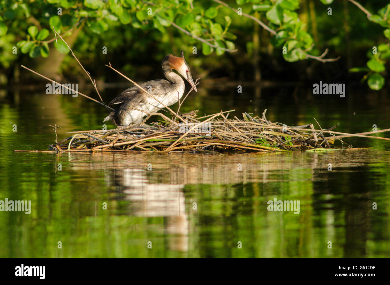 Great Crested Grebe [Podiceps cristatus] Tending its nest. The Norfolk Broads, June Stock Photo