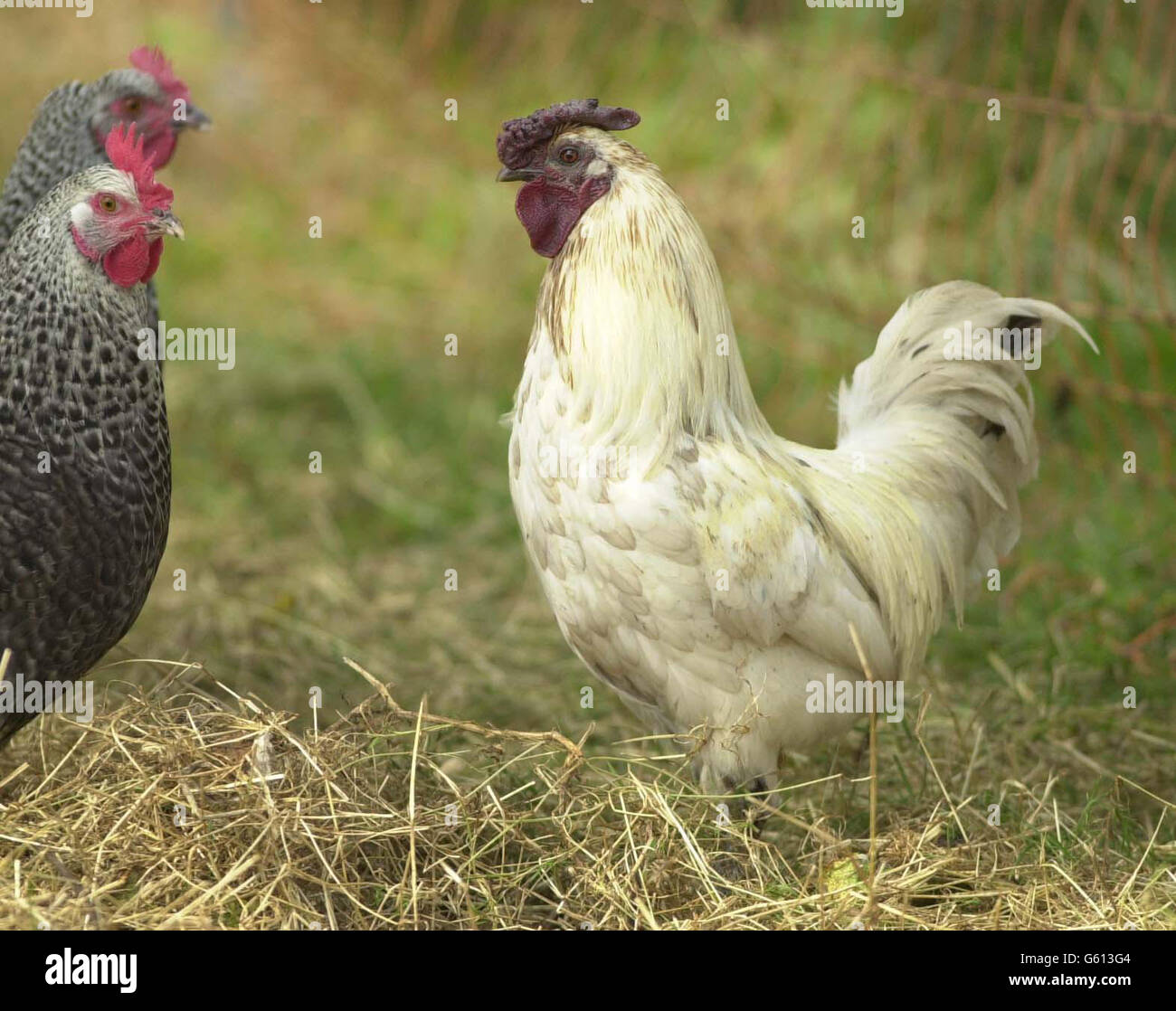 Rocky the rooster Stock Photo - Alamy