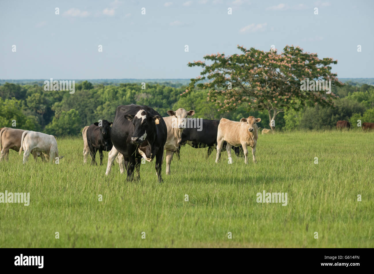 Herd of beef cows in pasture Stock Photo