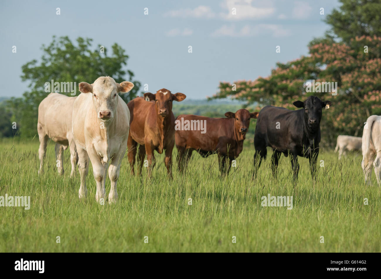Herd of beef cows in pasture Stock Photo