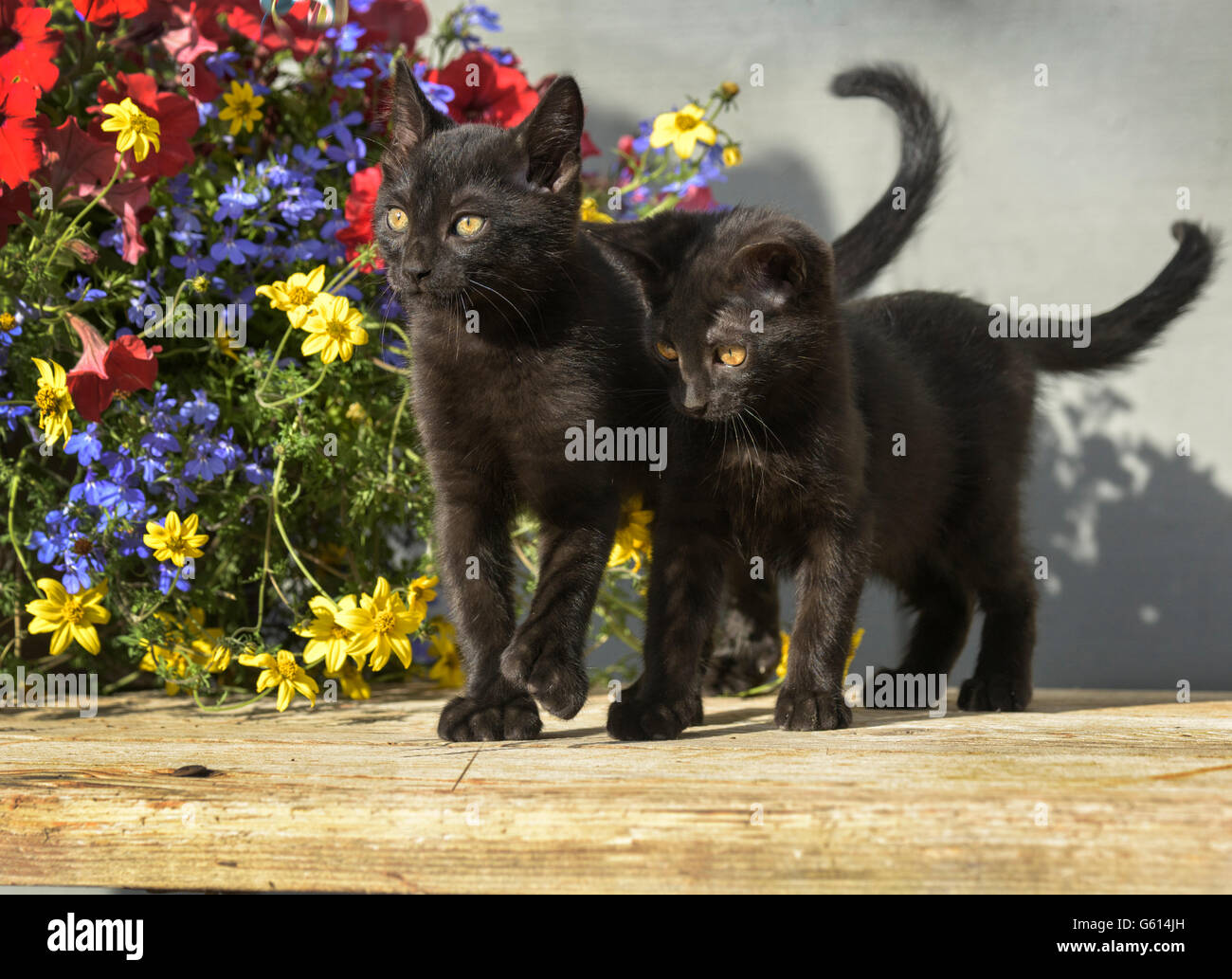 Pair of black american shorthair kittens play Stock Photo