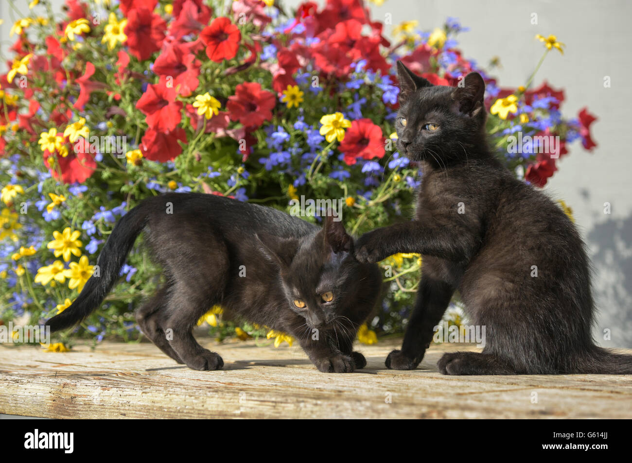 Pair of black american shorthair kittens play Stock Photo
