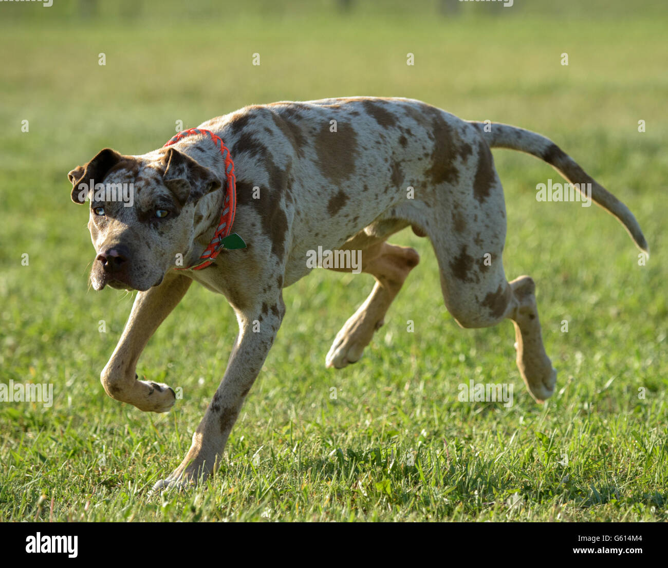 Catahoula leopard hound dog on lawn, 18 month old male Stock Photo